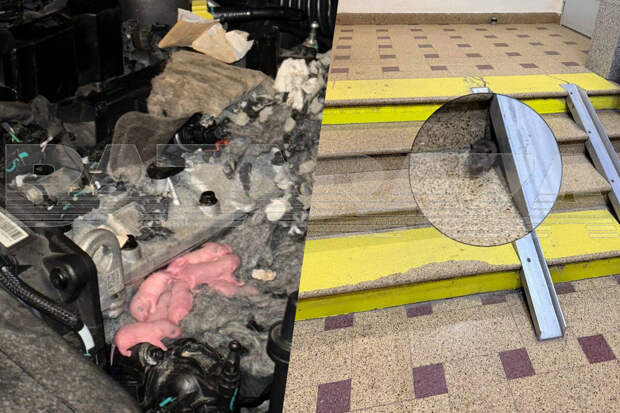 Baza: жители московского ЖК страдают от полчища крыс, грызуны проникают в авто