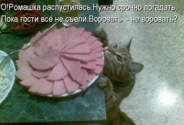 Уфф!!! Ну наконец-то! Котоматрицы великолепные, каждая с улыбкой, позитивом и хорошим настроением!