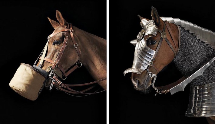 Фотопроект Equus: Красота Лошади