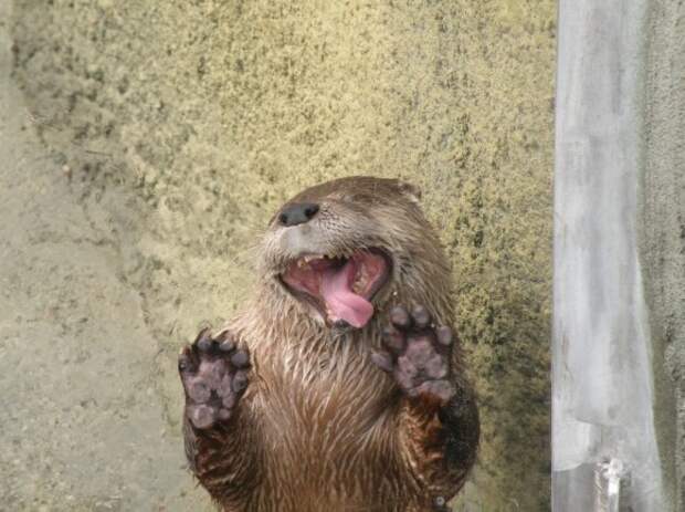 l-Otter-620x