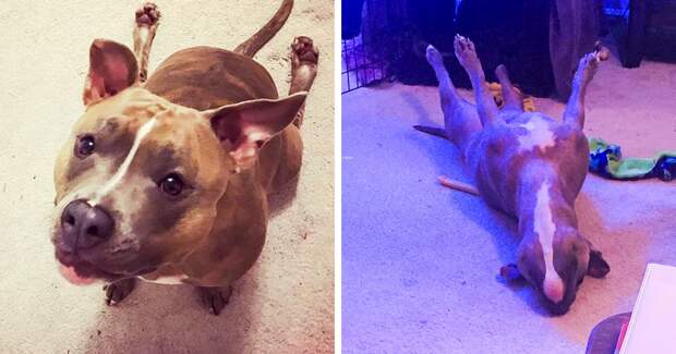 The Internet Can’t Get Enough Of Leela, The Weirdest Pit bull In The World