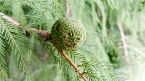 Таксодий двурядный (taxodium distichum)