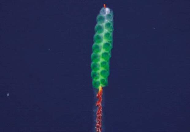 На глубоководном рифе у берегов Австралии нашли 47-метровую сифонофору