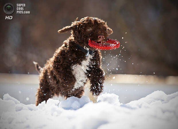 Снег — собачье счастье. (Jne Valokuvaus/Janne Ahola)