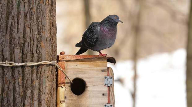 Более 200 гнездовий для птиц разместят на природных территориях столицы