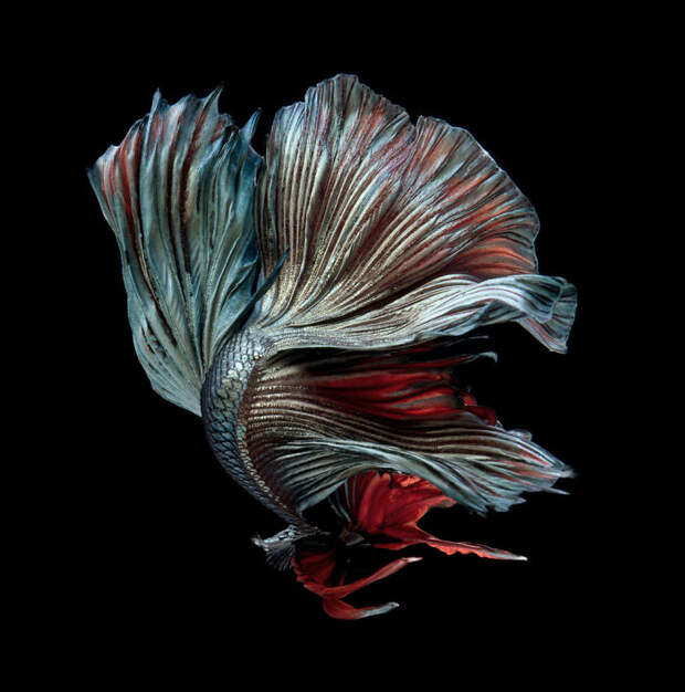 The Elegant And Fantastic Poses Of Aquarium Fish Captured By A Thai Photographer
