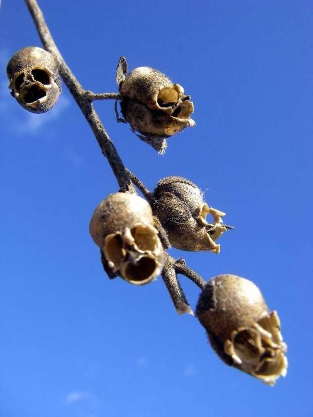 Snapdragon Seed Pods Look Like Skulls