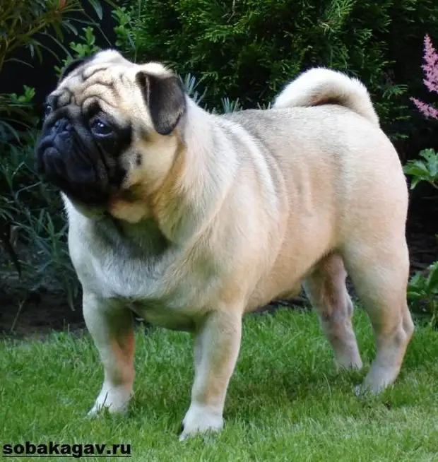 Мопс собака. Описание, особенности, уход и цена мопса