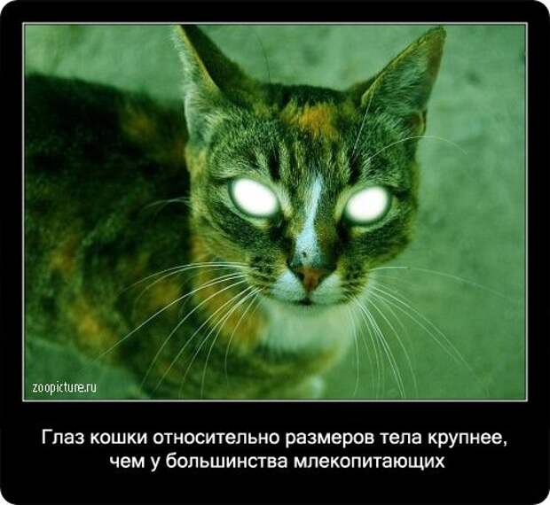 Факты о кошках в картинках