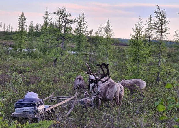 Лесотундра Таймыр