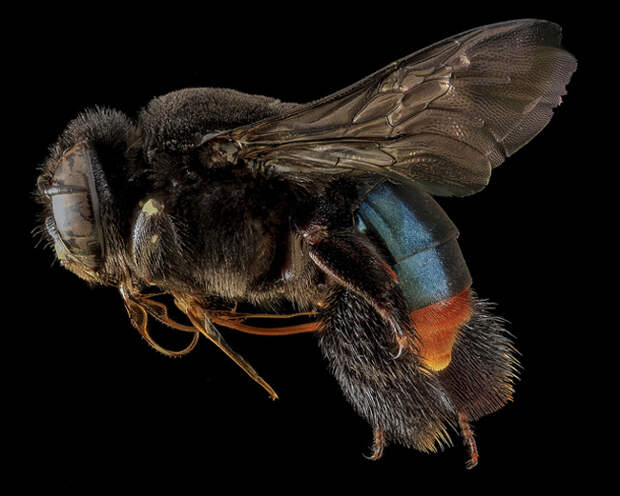 macro-bee-portraits-by-sam-droege