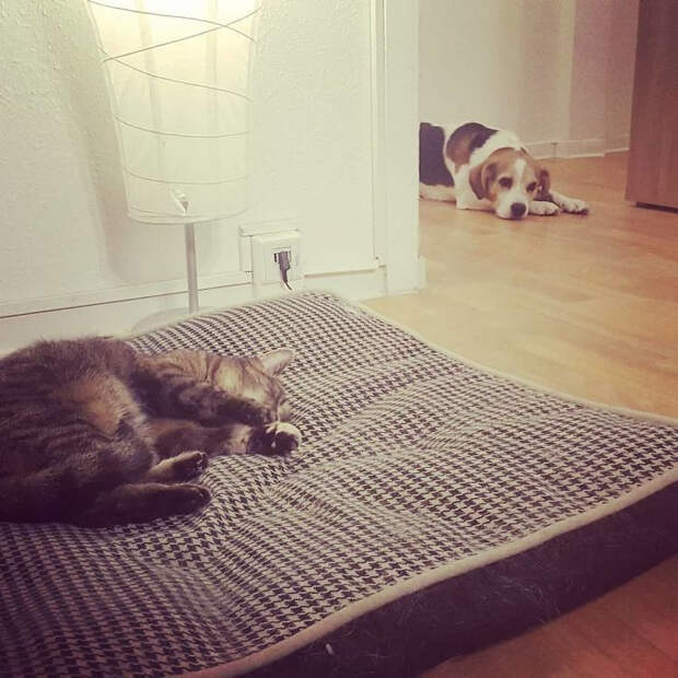 Котики продолжают захватывать лежаки собак