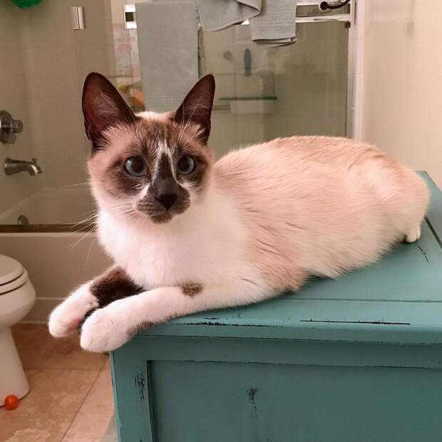 кошка отдыхает