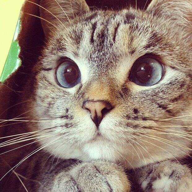 Смешные и милые кошки