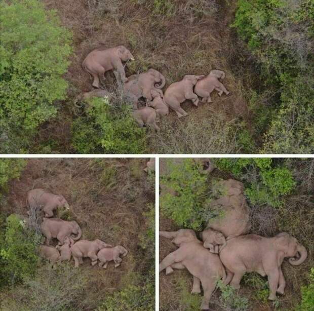 Муравьи, которые спят 250 раз за сутки, и 14 других снимков о том, как спят животные