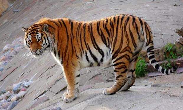 amur-tiger.jpg