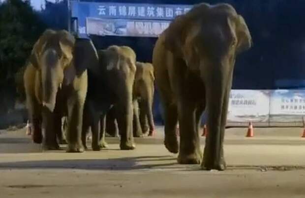 Любопытные фото слонов, сбежавших из заповедника, и их путешествие по Китаю