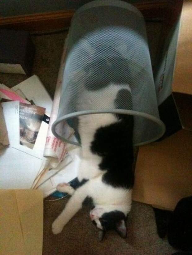 смешные кошки коты, кошки странные места поспать, коты неподходящие места прилечь, кошки выбирают место