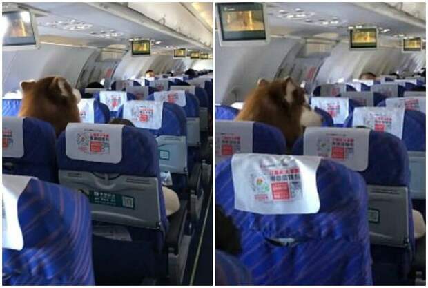 Авиакомпания пустила на рейс огромного маламута Маламут, видео, животные, мило, питомцы, самолет, собака, собаки