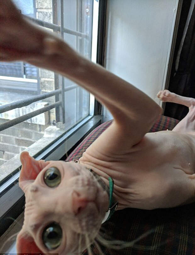 сфинкс