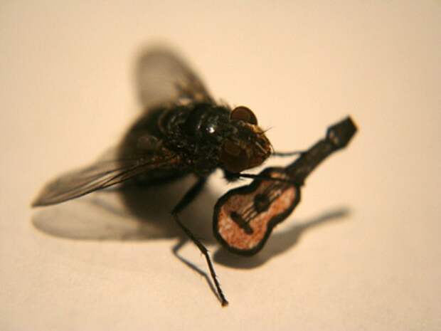 Почему мух привлекают плохие запахи? запах, мухи, насекомые, плохие, почемучка