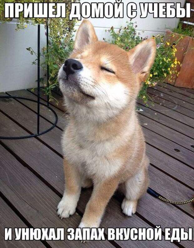 Прикольные фотомемы