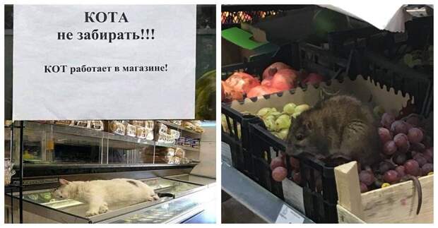 14 случаев, когда люди пошли в магазин за хлебом, а затарились зрелищами