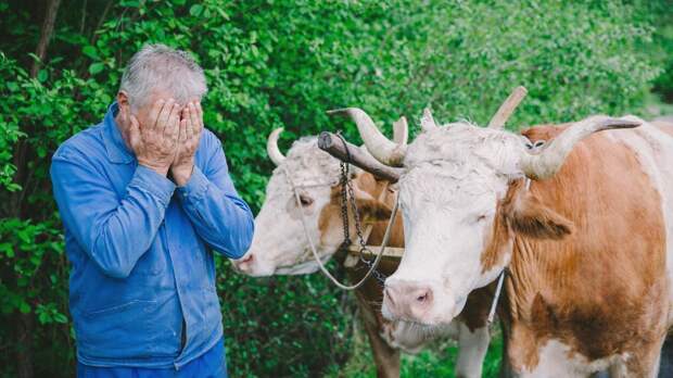 Массовый забой скота в Сибири: как и почему россиян стриггерило уничтожение животных