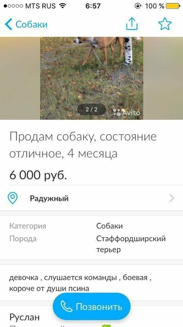 Абсурдные объявления с Авито, которые совсем не ожидаешь увидеть Абсурдные объявления с Авито, которые совсем не ожидаешь увидеть
