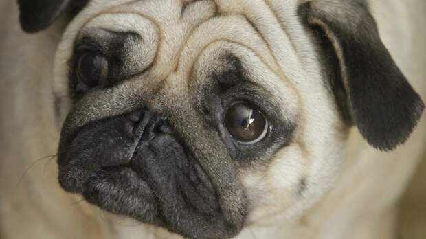 Кинолог Голубев предупредил о смертельной опасности шоколада для собаки