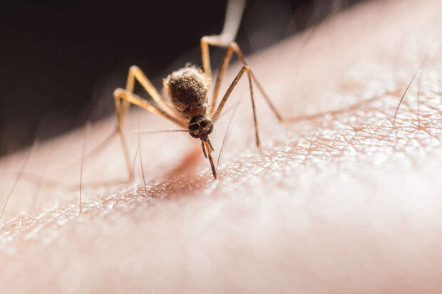 JCCH: повышение температур расширит ареал обитания малярийных комаров