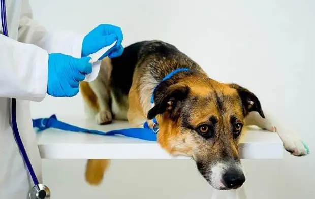 Кастрация собак. Плюсы, минусы и в каком возрасте можно делать