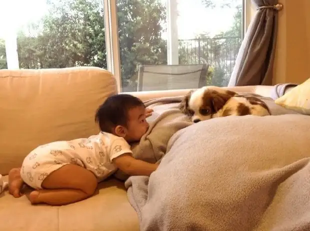 Как малыши реагируют на собак