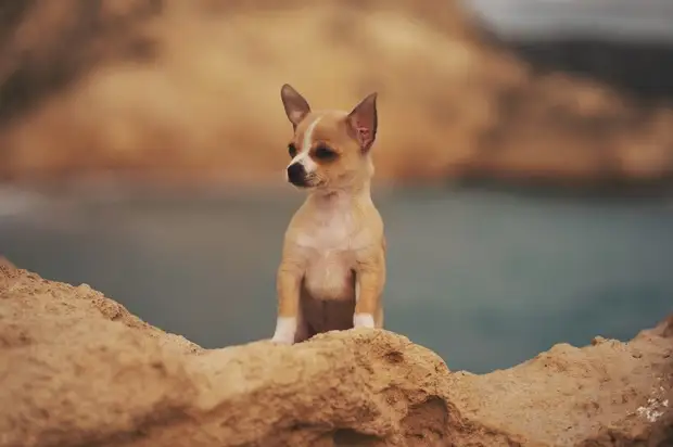 Как связаны полицейские, мексиканцы и ацтеки: 7 любопытных фактов о чихуахуа