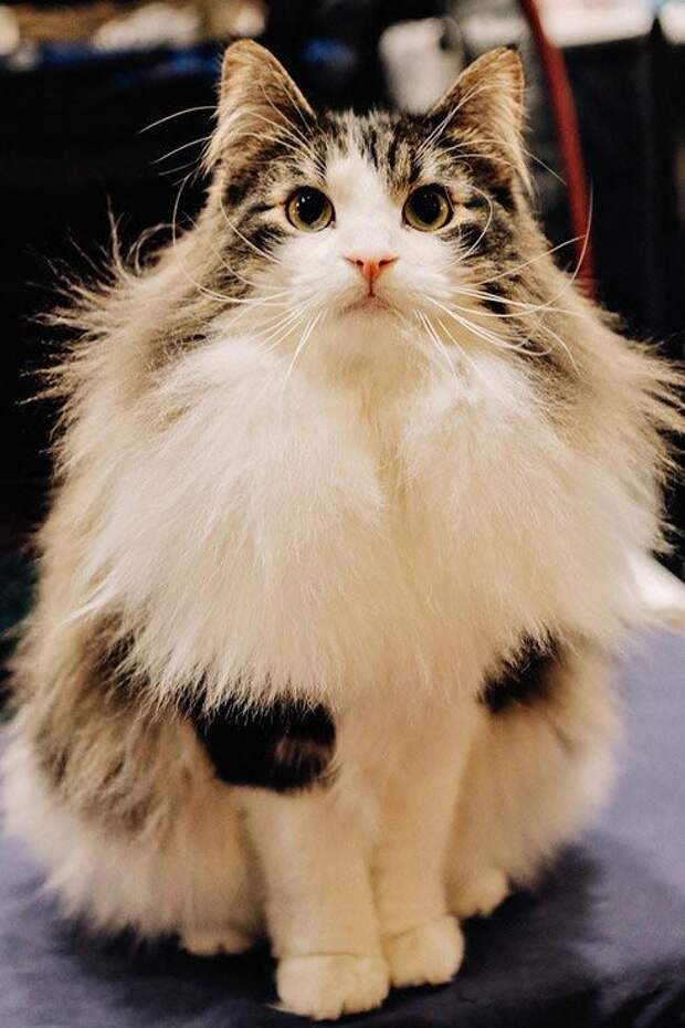 выставка кошек, National Norwegian Forest Cat Breed Club Show, национальная норвежская выставка кошек