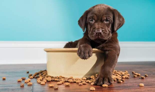 6 причин, почему собака вытаскивает еду из миски и как ее отучить от этой привычки