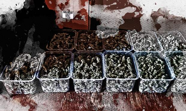 Целые корыта «дурман-травы»: ФСБ выявила крупного орловского наркоторговца