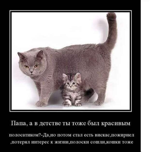 Демотиваторы. Подборка chert-poberi-dem-chert-poberi-dem-24040919052020-15 картинка chert-poberi-dem-24040919052020-15