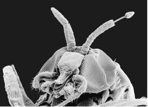 Паразит Onchocerca volvulus, возбудитель речной слепоты, высовывается из антенны насекомого-переносчика — мошки Simulium yahense