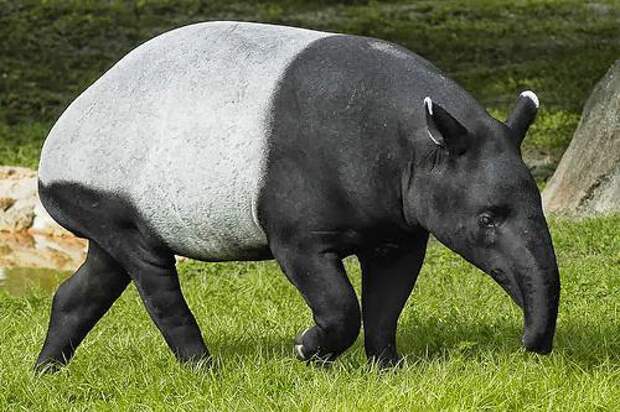 Тапир — это… Равнинный тапир