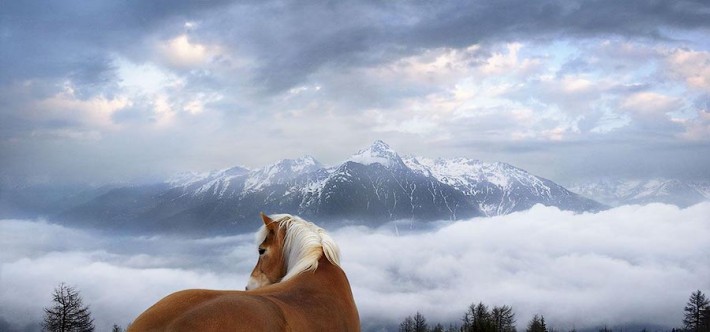 Фотопроект Equus: Красота Лошади
