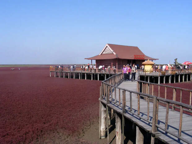 Красный пляж в Китае Красный пляж в Китае
