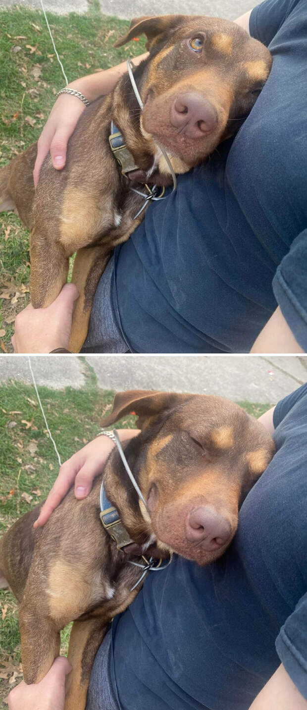 Bigpicture.ru очаровательные фото с животнымиanimals uplifting pics 6 6200fa189ba77 700