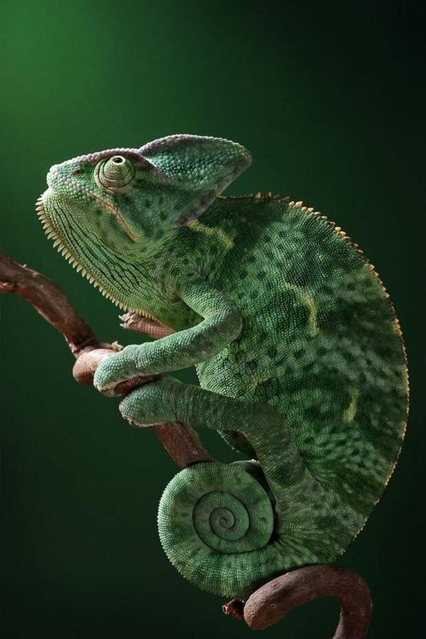 Макромир Игоря Сивановича (52 фото) Макромир Игоря Сивановича (52 фото)