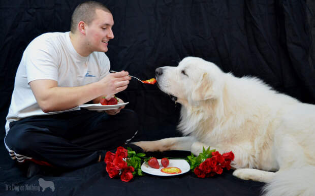 Dog Valentine's Day