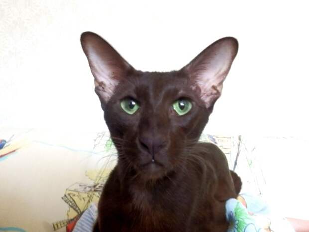 Котяшки? Котейки? Короче про пушистиков... Котяшки? Котейки? Короче про пушистиков...