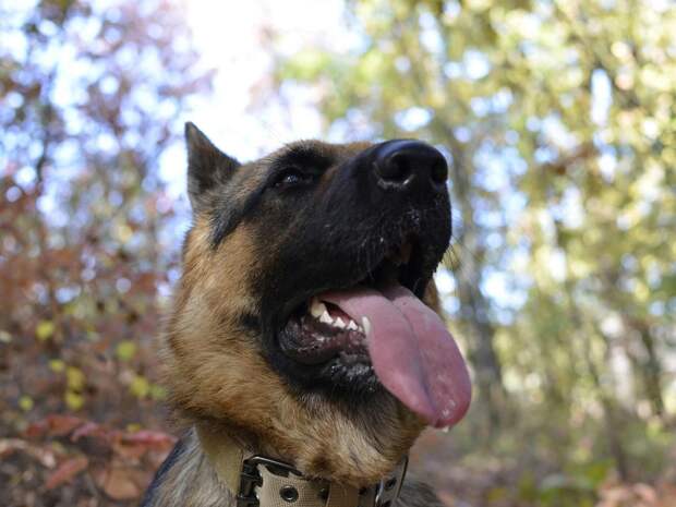 В Новой Москве немецкая овчарка прокусила шею 6-летнему ребенку
