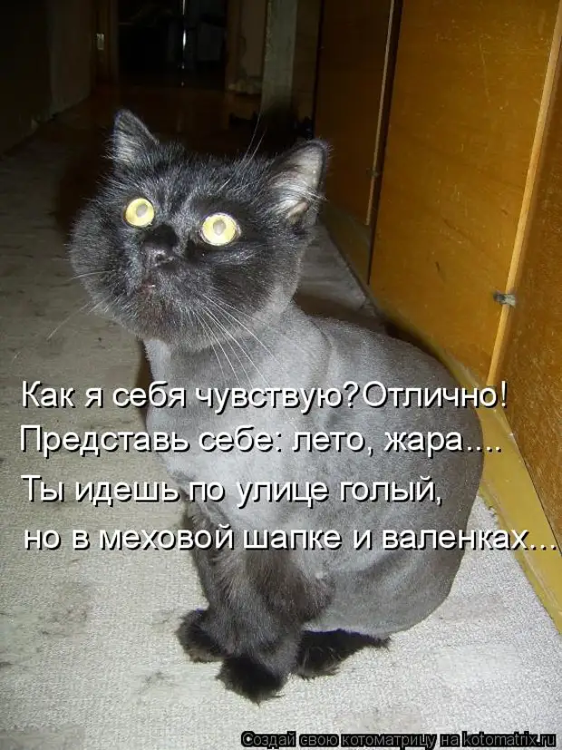 Он спрашивает что я чувствую. Прикольные коты с подписями. Картинки с котиками смешные с подписями. Смешные надписи с котами. Цитаты про жару смешные.