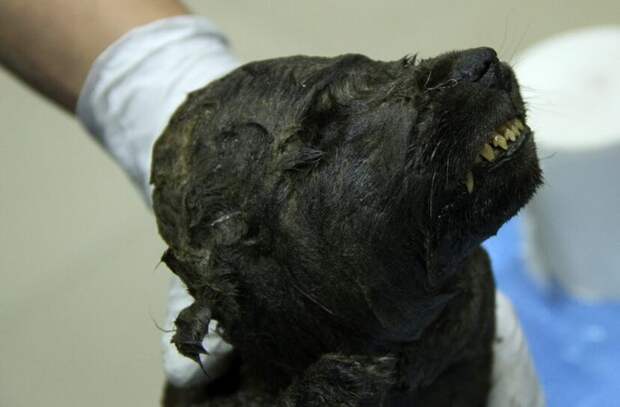 Обнаруженного в Сибири щенка назвали самой древней собакой в мире