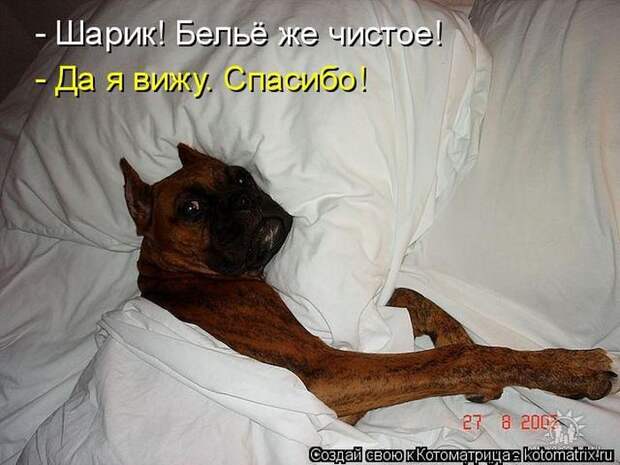 Лучшие котоматрицы недели